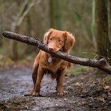 a dog playing